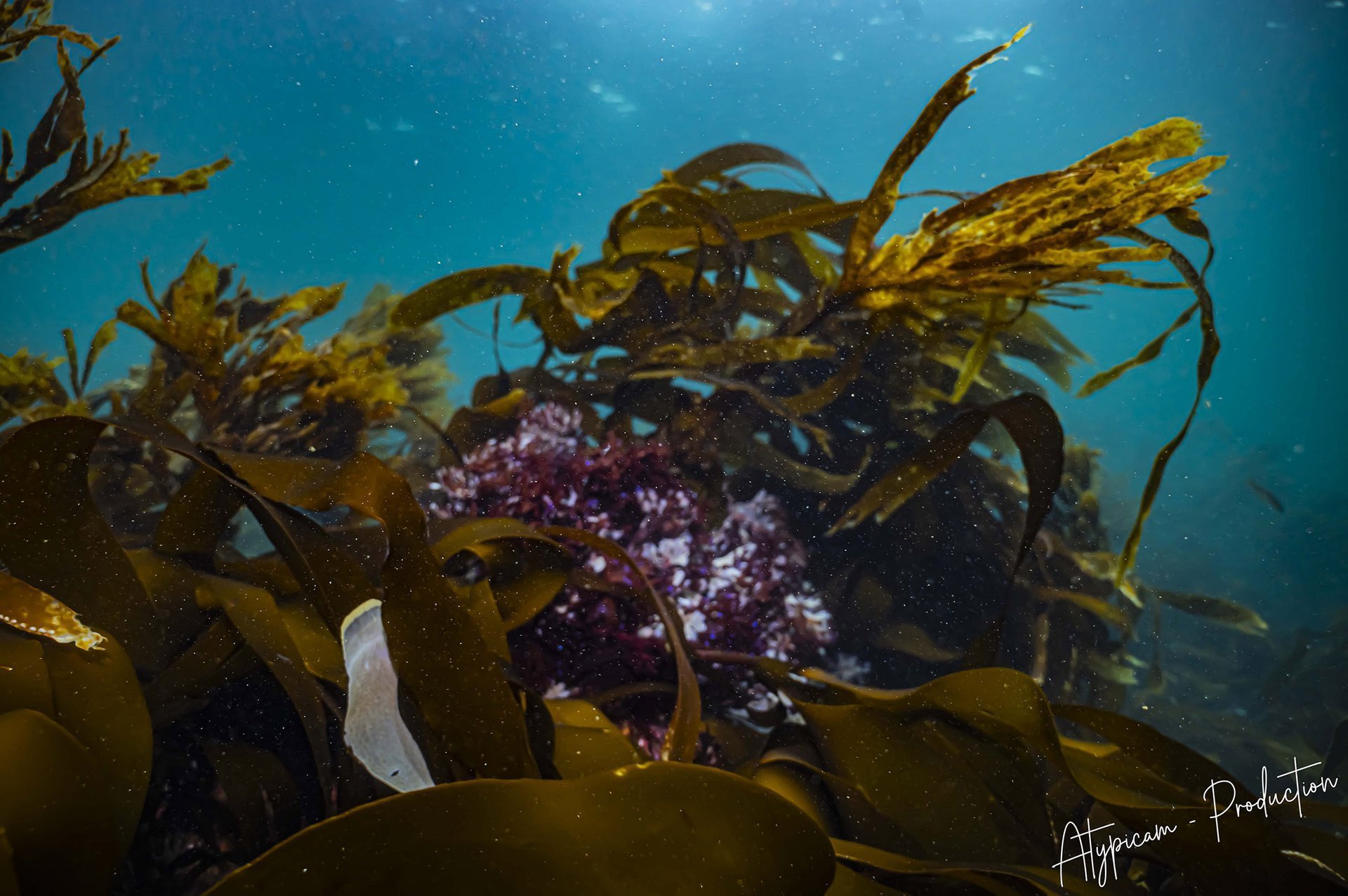 Faune et flore sous-marine bretonne - Prise de vue naturaliste