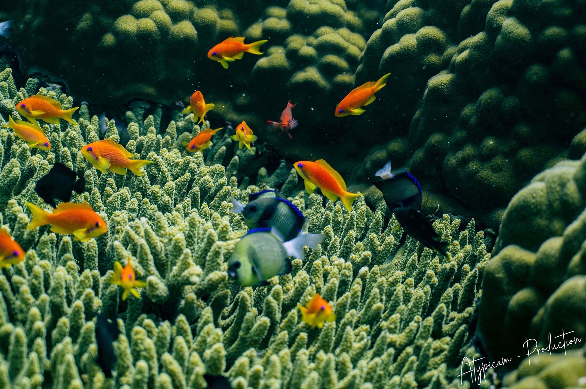 Plongeur vidéaste en action avec équipement professionnel de prise de vue